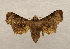  ( - 18-SRNP-55565)  @11 [ ] CreativeCommons  Attribution Non-Commercial Share-Alike (2023) Daniel H. Janzen Guanacaste Dry Forest Conservation Fund