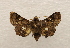  ( - 18-SRNP-55652)  @11 [ ] CreativeCommons  Attribution Non-Commercial Share-Alike (2023) Daniel H. Janzen Guanacaste Dry Forest Conservation Fund