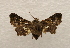  ( - 18-SRNP-55653)  @11 [ ] CreativeCommons  Attribution Non-Commercial Share-Alike (2023) Daniel H. Janzen Guanacaste Dry Forest Conservation Fund