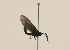  ( - 18-SRNP-70487)  @11 [ ] CreativeCommons  Attribution Non-Commercial Share-Alike (2023) Daniel H. Janzen Guanacaste Dry Forest Conservation Fund