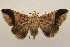  ( - 18-SRNP-71301)  @11 [ ] CreativeCommons  Attribution Non-Commercial Share-Alike (2023) Daniel H. Janzen Guanacaste Dry Forest Conservation Fund