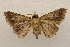  ( - 18-SRNP-71301)  @11 [ ] CreativeCommons  Attribution Non-Commercial Share-Alike (2023) Daniel H. Janzen Guanacaste Dry Forest Conservation Fund