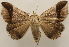  ( - 18-SRNP-80576)  @11 [ ] CreativeCommons  Attribution Non-Commercial Share-Alike (2023) Daniel H. Janzen Guanacaste Dry Forest Conservation Fund