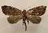  ( - 19-SRNP-1038)  @11 [ ] CreativeCommons  Attribution Non-Commercial Share-Alike (2023) Daniel H. Janzen Guanacaste Dry Forest Conservation Fund