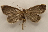  ( - 19-SRNP-1038)  @11 [ ] CreativeCommons  Attribution Non-Commercial Share-Alike (2023) Daniel H. Janzen Guanacaste Dry Forest Conservation Fund