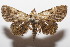  ( - 19-SRNP-104497)  @11 [ ] CreativeCommons  Attribution Non-Commercial Share-Alike (2023) Daniel H. Janzen Guanacaste Dry Forest Conservation Fund