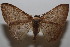  ( - 19-SRNP-105099)  @11 [ ] CreativeCommons  Attribution Non-Commercial Share-Alike (2023) Daniel H. Janzen Guanacaste Dry Forest Conservation Fund