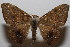 ( - 19-SRNP-105122)  @11 [ ] CreativeCommons  Attribution Non-Commercial Share-Alike (2023) Daniel H. Janzen Guanacaste Dry Forest Conservation Fund