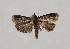  ( - 19-SRNP-1059)  @11 [ ] CreativeCommons  Attribution Non-Commercial Share-Alike (2023) Daniel H. Janzen Guanacaste Dry Forest Conservation Fund