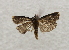  ( - 19-SRNP-1059)  @11 [ ] CreativeCommons  Attribution Non-Commercial Share-Alike (2023) Daniel H. Janzen Guanacaste Dry Forest Conservation Fund