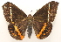  ( - 19-SRNP-1230)  @11 [ ] CreativeCommons  Attribution Non-Commercial Share-Alike (2023) Daniel H. Janzen Guanacaste Dry Forest Conservation Fund