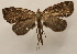  ( - 19-SRNP-1313)  @11 [ ] CreativeCommons  Attribution Non-Commercial Share-Alike (2023) Daniel H. Janzen Guanacaste Dry Forest Conservation Fund