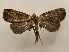  ( - 19-SRNP-1340)  @11 [ ] CreativeCommons  Attribution Non-Commercial Share-Alike (2023) Daniel H. Janzen Guanacaste Dry Forest Conservation Fund
