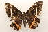  ( - 19-SRNP-1349)  @11 [ ] CreativeCommons  Attribution Non-Commercial Share-Alike (2023) Daniel H. Janzen Guanacaste Dry Forest Conservation Fund