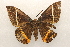  ( - 19-SRNP-1349)  @11 [ ] CreativeCommons  Attribution Non-Commercial Share-Alike (2023) Daniel H. Janzen Guanacaste Dry Forest Conservation Fund
