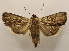 ( - 19-SRNP-1786)  @11 [ ] CreativeCommons  Attribution Non-Commercial Share-Alike (2023) Daniel H. Janzen Guanacaste Dry Forest Conservation Fund