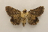  ( - 19-SRNP-20297)  @11 [ ] CreativeCommons  Attribution Non-Commercial Share-Alike (2023) Daniel H. Janzen Guanacaste Dry Forest Conservation Fund