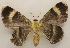  ( - 19-SRNP-20438)  @11 [ ] CreativeCommons  Attribution Non-Commercial Share-Alike (2023) Daniel H. Janzen Guanacaste Dry Forest Conservation Fund