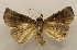  ( - 19-SRNP-20447)  @11 [ ] CreativeCommons  Attribution Non-Commercial Share-Alike (2023) Daniel H. Janzen Guanacaste Dry Forest Conservation Fund