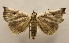  ( - 19-SRNP-20448)  @11 [ ] CreativeCommons  Attribution Non-Commercial Share-Alike (2023) Daniel H. Janzen Guanacaste Dry Forest Conservation Fund