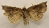  ( - 19-SRNP-20448)  @11 [ ] CreativeCommons  Attribution Non-Commercial Share-Alike (2023) Daniel H. Janzen Guanacaste Dry Forest Conservation Fund