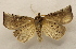  ( - 19-SRNP-20488)  @11 [ ] CreativeCommons  Attribution Non-Commercial Share-Alike (2023) Daniel H. Janzen Guanacaste Dry Forest Conservation Fund