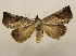  ( - 19-SRNP-20490)  @11 [ ] CreativeCommons  Attribution Non-Commercial Share-Alike (2023) Daniel H. Janzen Guanacaste Dry Forest Conservation Fund