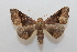  ( - 19-SRNP-20905)  @11 [ ] CreativeCommons  Attribution Non-Commercial Share-Alike (2023) Daniel H. Janzen Guanacaste Dry Forest Conservation Fund