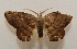  ( - 19-SRNP-21221)  @11 [ ] CreativeCommons  Attribution Non-Commercial Share-Alike (2023) Daniel H. Janzen Guanacaste Dry Forest Conservation Fund