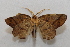  ( - 19-SRNP-21221)  @11 [ ] CreativeCommons  Attribution Non-Commercial Share-Alike (2023) Daniel H. Janzen Guanacaste Dry Forest Conservation Fund