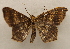  ( - 19-SRNP-26557)  @11 [ ] CreativeCommons  Attribution Non-Commercial Share-Alike (2023) Daniel H. Janzen Guanacaste Dry Forest Conservation Fund