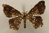  ( - 19-SRNP-26558)  @11 [ ] CreativeCommons  Attribution Non-Commercial Share-Alike (2023) Daniel H. Janzen Guanacaste Dry Forest Conservation Fund