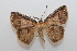  ( - 19-SRNP-27122)  @11 [ ] CreativeCommons  Attribution Non-Commercial Share-Alike (2023) Daniel H. Janzen Guanacaste Dry Forest Conservation Fund