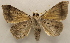  ( - 19-SRNP-27155)  @11 [ ] CreativeCommons  Attribution Non-Commercial Share-Alike (2023) Daniel H. Janzen Guanacaste Dry Forest Conservation Fund