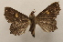  ( - 19-SRNP-27430)  @11 [ ] CreativeCommons  Attribution Non-Commercial Share-Alike (2023) Daniel H. Janzen Guanacaste Dry Forest Conservation Fund