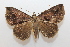  ( - 19-SRNP-27794)  @11 [ ] CreativeCommons  Attribution Non-Commercial Share-Alike (2023) Daniel H. Janzen Guanacaste Dry Forest Conservation Fund