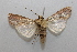  ( - 19-SRNP-28103)  @11 [ ] CreativeCommons  Attribution Non-Commercial Share-Alike (2023) Daniel H. Janzen Guanacaste Dry Forest Conservation Fund