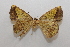  ( - 19-SRNP-28331)  @11 [ ] CreativeCommons  Attribution Non-Commercial Share-Alike (2023) Daniel H. Janzen Guanacaste Dry Forest Conservation Fund