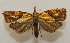  ( - 19-SRNP-2935)  @11 [ ] CreativeCommons  Attribution Non-Commercial Share-Alike (2023) Daniel H. Janzen Guanacaste Dry Forest Conservation Fund