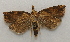  ( - 19-SRNP-2935)  @11 [ ] CreativeCommons  Attribution Non-Commercial Share-Alike (2023) Daniel H. Janzen Guanacaste Dry Forest Conservation Fund
