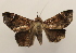  ( - 19-SRNP-30934)  @11 [ ] CreativeCommons  Attribution Non-Commercial Share-Alike (2023) Daniel H. Janzen Guanacaste Dry Forest Conservation Fund