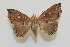  ( - 19-SRNP-31037)  @11 [ ] CreativeCommons  Attribution Non-Commercial Share-Alike (2023) Daniel H. Janzen Guanacaste Dry Forest Conservation Fund