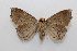 ( - 19-SRNP-31037)  @11 [ ] CreativeCommons  Attribution Non-Commercial Share-Alike (2023) Daniel H. Janzen Guanacaste Dry Forest Conservation Fund