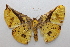  ( - 19-SRNP-35638)  @11 [ ] CreativeCommons  Attribution Non-Commercial Share-Alike (2023) Daniel H. Janzen Guanacaste Dry Forest Conservation Fund