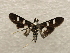  ( - 19-SRNP-41172)  @11 [ ] CreativeCommons  Attribution Non-Commercial Share-Alike (2023) Daniel H. Janzen Guanacaste Dry Forest Conservation Fund