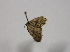  ( - 19-SRNP-45249)  @11 [ ] CreativeCommons  Attribution Non-Commercial Share-Alike (2023) Daniel H. Janzen Guanacaste Dry Forest Conservation Fund
