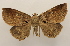  ( - 19-SRNP-45311)  @11 [ ] CreativeCommons  Attribution Non-Commercial Share-Alike (2023) Daniel H. Janzen Guanacaste Dry Forest Conservation Fund