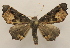  ( - 19-SRNP-45556)  @11 [ ] CreativeCommons  Attribution Non-Commercial Share-Alike (2023) Daniel H. Janzen Guanacaste Dry Forest Conservation Fund