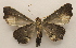  ( - 19-SRNP-45556)  @11 [ ] CreativeCommons  Attribution Non-Commercial Share-Alike (2023) Daniel H. Janzen Guanacaste Dry Forest Conservation Fund
