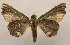  ( - 19-SRNP-45575)  @11 [ ] CreativeCommons  Attribution Non-Commercial Share-Alike (2023) Daniel H. Janzen Guanacaste Dry Forest Conservation Fund
